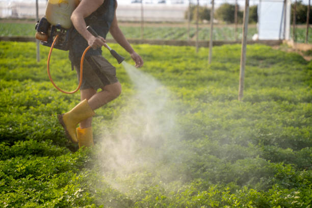 Best Wasp Removal Services  in Del Rio, TX