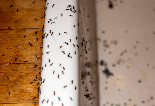 Best Flea Control Services  in Del Rio, TX