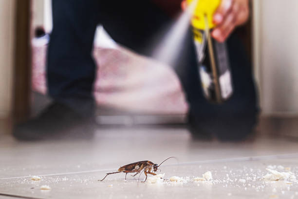 Best Ant Control Services  in Del Rio, TX